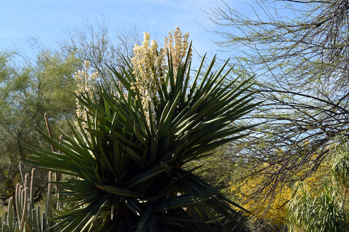 Eve's-Needle blooms from March to April in Texas and prefer elevations between 2,500 to 6,800 feet (800-2100m). Preferred habitat types are hillsides, rocky slopes, flat desert areas and flat plains.  Yucca faxoniana